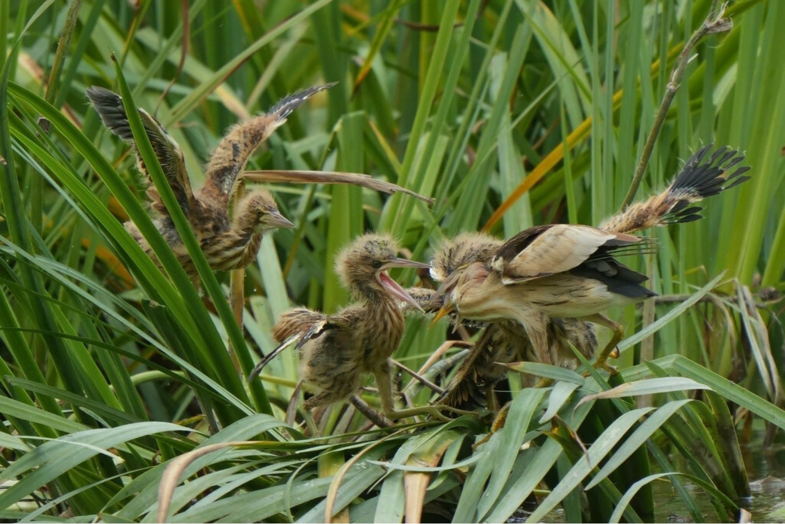 Little Bittern